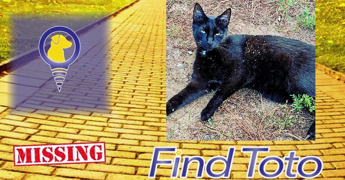 😢#Lost Cat Alert - #Aurora, CO!

#Missing near S Potomac Way
Frodo - Shorthaired Black Cat w/White Marking on Chest
#cat #lostcat #missingcat #foundcat #LostandFoundPets #lostpet #missingpet
findtoto.com/lost-pet/14402…