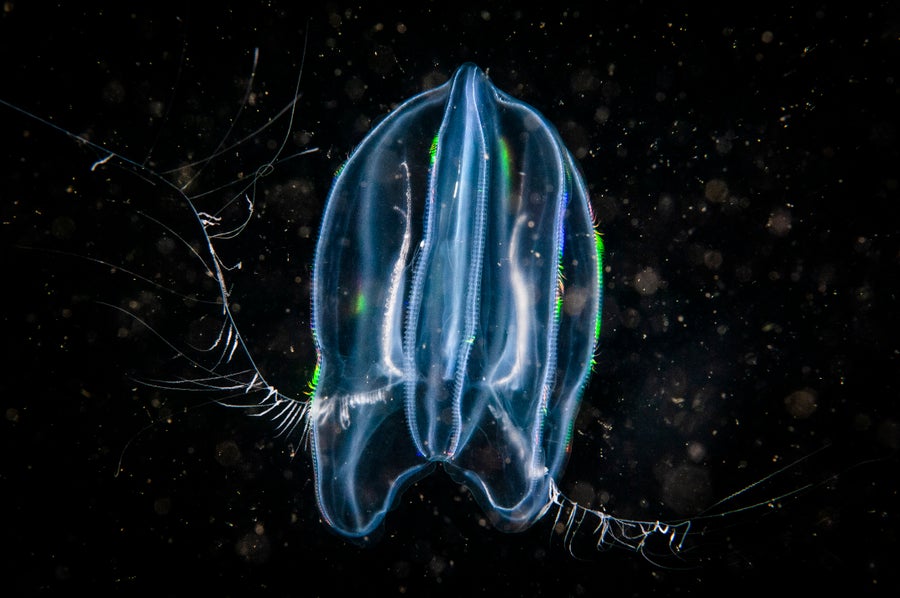 Pawel Burkhardt (@pawel_burkhardt) on Twitter photo Did neurons evolve twice? Our work on the ctenophore syncytial nerve net and the beautiful work from <a href="/conchoecia/">Darrin Schultz</a>, @SebasNajle, <a href="/ArnauSebe/">Arnau Sebé Pedrós</a> & many others covered in Scientific American <a href="/sciam/">Scientific American</a>. With comments from <a href="/wormduty/">Arendt Lab</a>, @TelfordLab & <a href="/BabonisLeslie/">Leslie S. Babonis</a> 🤩.
scientificamerican.com/article/did-ne… Did neurons evolve twice? Our work on the ctenophore syncytial nerve net and the beautiful work from <a href="/conchoecia/">Darrin Schultz</a>, @SebasNajle, <a href="/ArnauSebe/">Arnau Sebé Pedrós</a> & many others covered in Scientific American <a href="/sciam/">Scientific American</a>. With comments from <a href="/wormduty/">Arendt Lab</a>, @TelfordLab & <a href="/BabonisLeslie/">Leslie S. Babonis</a> 🤩.
scientificamerican.com/article/did-ne…