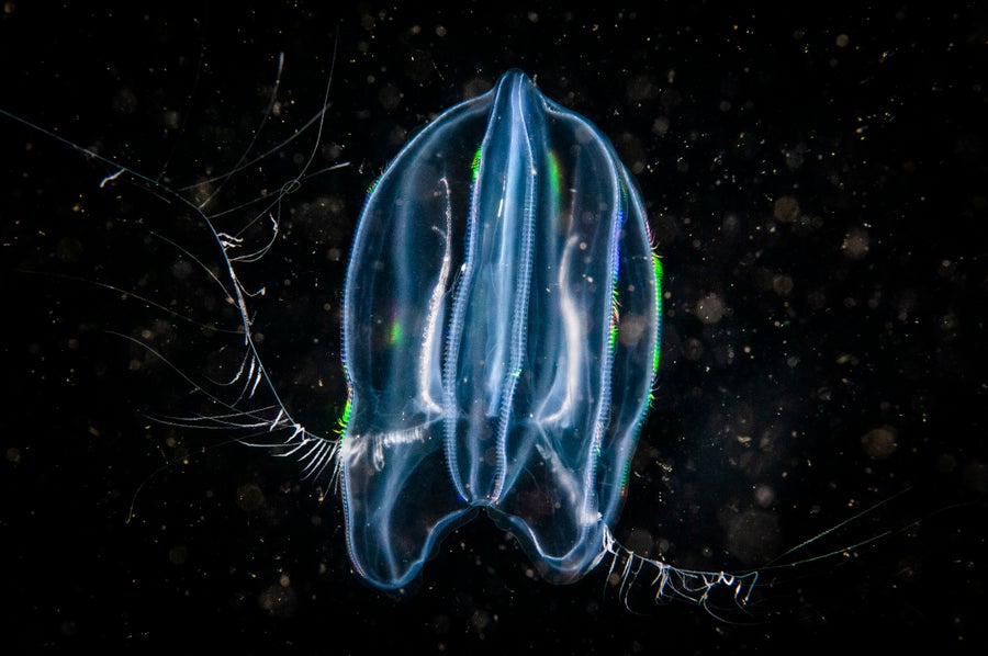 Did neurons evolve twice? Our work on the ctenophore syncytial nerve net and the beautiful work from @conchoecia, @SebasNajle, @ArnauSebe & many others covered in Scientific American @sciam. With comments from @wormduty, @TelfordLab & @BabonisLeslie 🤩. scientificamerican.com/article/did-ne…