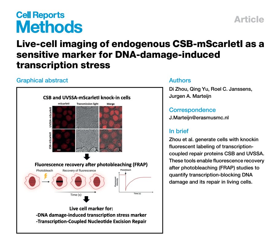Our paper on the use of live-cell imaging of endogenous CSB-mScarletI as sensitive marker for DNA damage-induced transcription stress is now online in Cell Reports Methods:
cell.com/cell-reports-m…
Congrats to Di, Qing and Roel! 
<a href="/CellRepMethods/">Cell Reports Methods</a> <a href="/oncodeinstitute/">Oncode Institute</a> <a href="/MolecularGenet3/">MolecularGenetics@ErasmusMC</a>