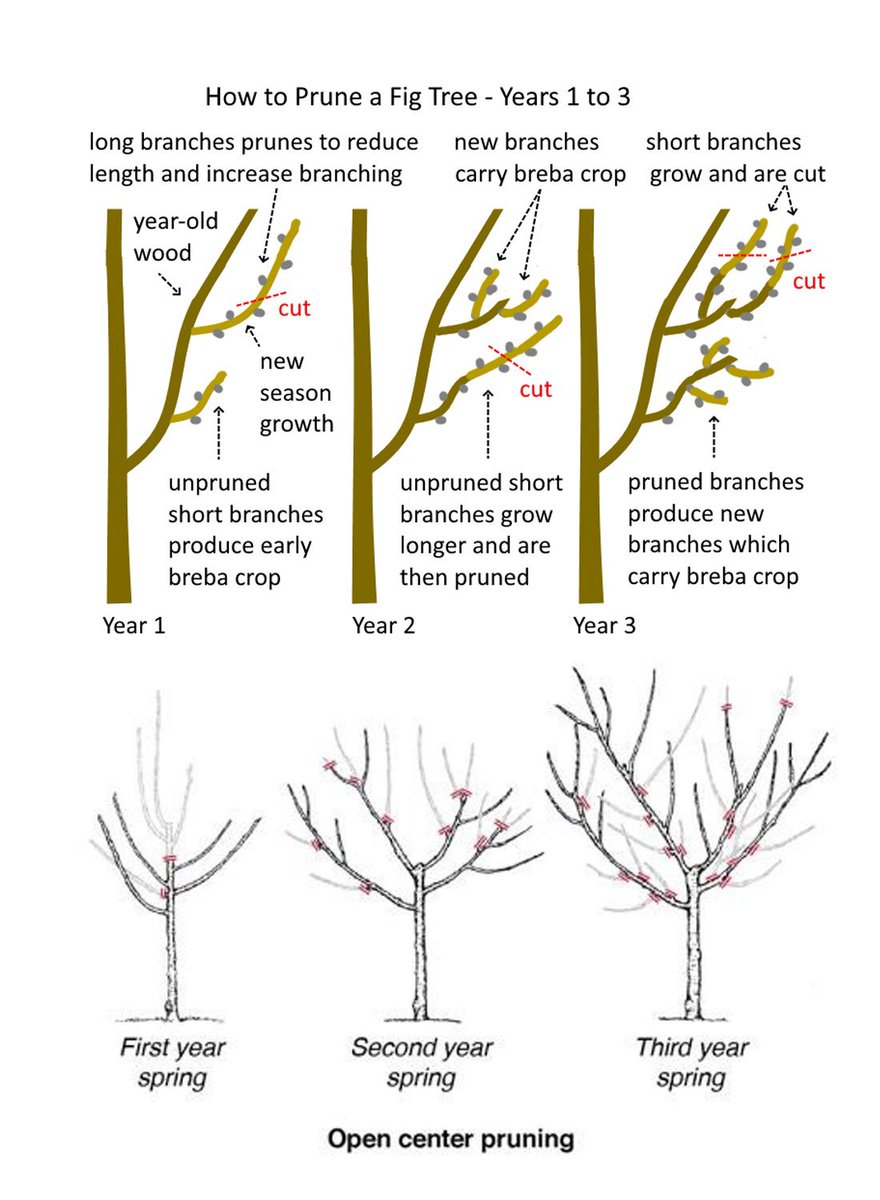 Fig Tree Pruning Secrets: Enhancing Fruit Yield with Perfect Timing 🌳🍃 Find comprehensive details in the first comment below for maximum fruit production! 💬📖 #FigTreeCare #FruitYieldTips #PruningTechniques #GardeningAdvice