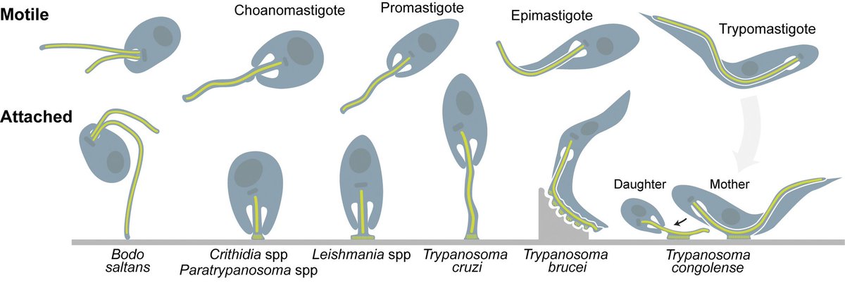 🔎 A sticky situation: When trypanosomatids attach to insect tissues: plos.io/487ZIxR