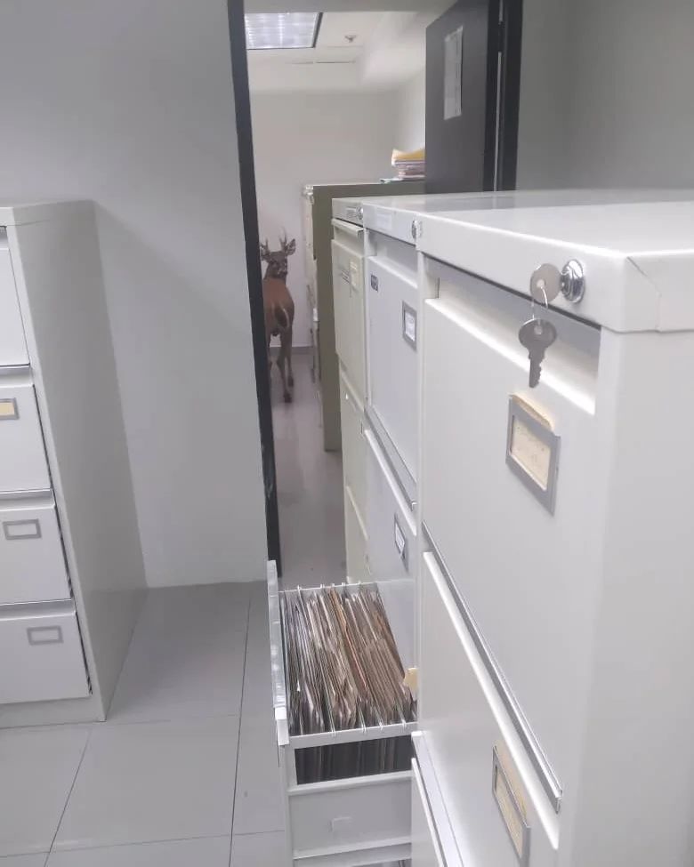 Llegó al sambil un venado. A la sede del banco mercantil en Naguanagua

#mañongo #naguanagua #valencia #carabobo #venezuela