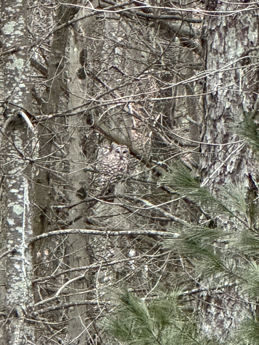willyboy193's tweet photo. Some pictures I took while I was unplugged. Our national, and county forests are a resource we should take pride in. https://t.co/ytet6oKCJP