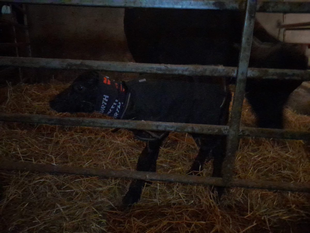 Vasikoiden Y-vuosi alkoi meillä Yötöillä 🥶 ei riittänyt kaksi takkia, pipo ja hätämajoite enää kylmäpihatossa, kylmät korvat johti jäätävään seikkailuun pimeässä aamuyöstä. Päätöksenä lämpimässä konehallissa uusi elämä ja sulat korvat 😅Kaikenlaista sitä vuoden alkuun…