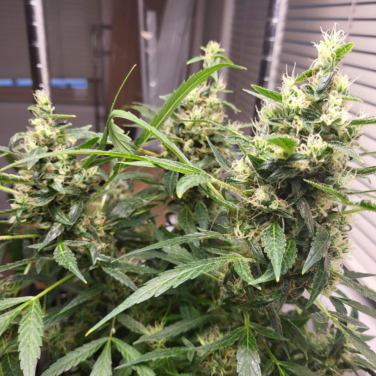 420REAPERMAN (@420reaperman) on Twitter photo 