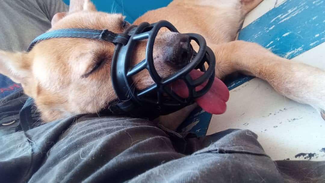 MirniaT's tweet photo. Por favor # APOLO necesita ayuda y no he conseguido ni 1 donación,  gracias quien pueda ayudarme https://t.co/4UomZoQdlO