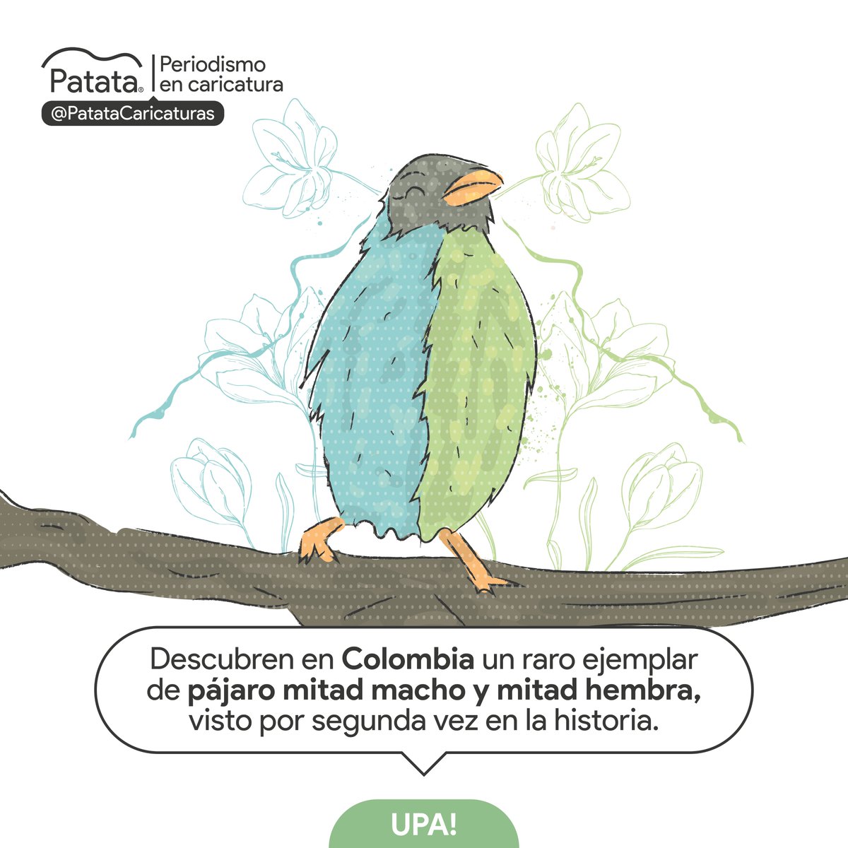 PATATAdibujo's tweet photo. Pájaro mitad hembra mitad macho en Colombia 🦜
🧵 https://t.co/D6ZF20jyCT
