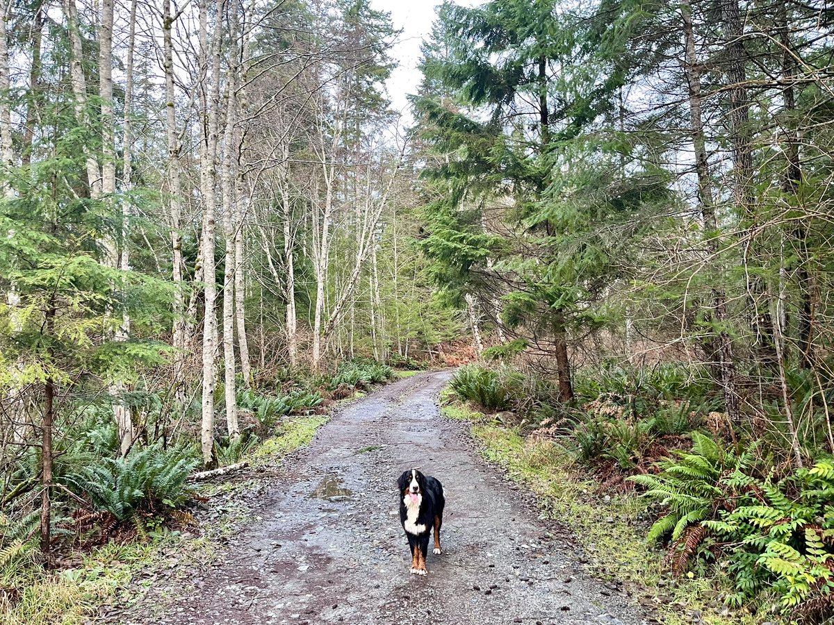 Happy Girl on our walk. 🐻😃🌲 . . . . . . #lizzie #bmd #bernese #goodgirl