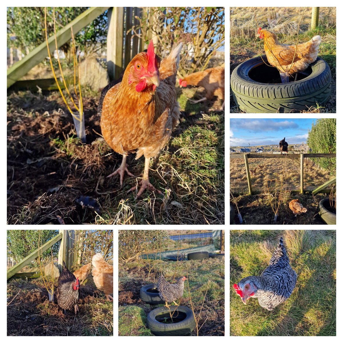 A break in recent run of #storms ... a beautiful day on #westernisles ... a day for putting #shrew guards on the young #willows on the #croft .... with a little help from some friends 💚 @WoodlandCrofts @WoodlandTrust @treesforlifeuk @VisitDundreggan @HI_Voices @AbriachanForest