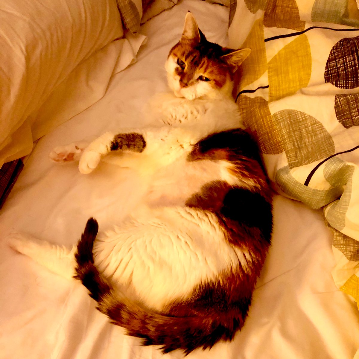 SuButcher's tweet image. Update on the lovely Mia:
After seven months of chemo she is now in end of life care at home with us. No more injections x
#catcancer
#catsofinstagram