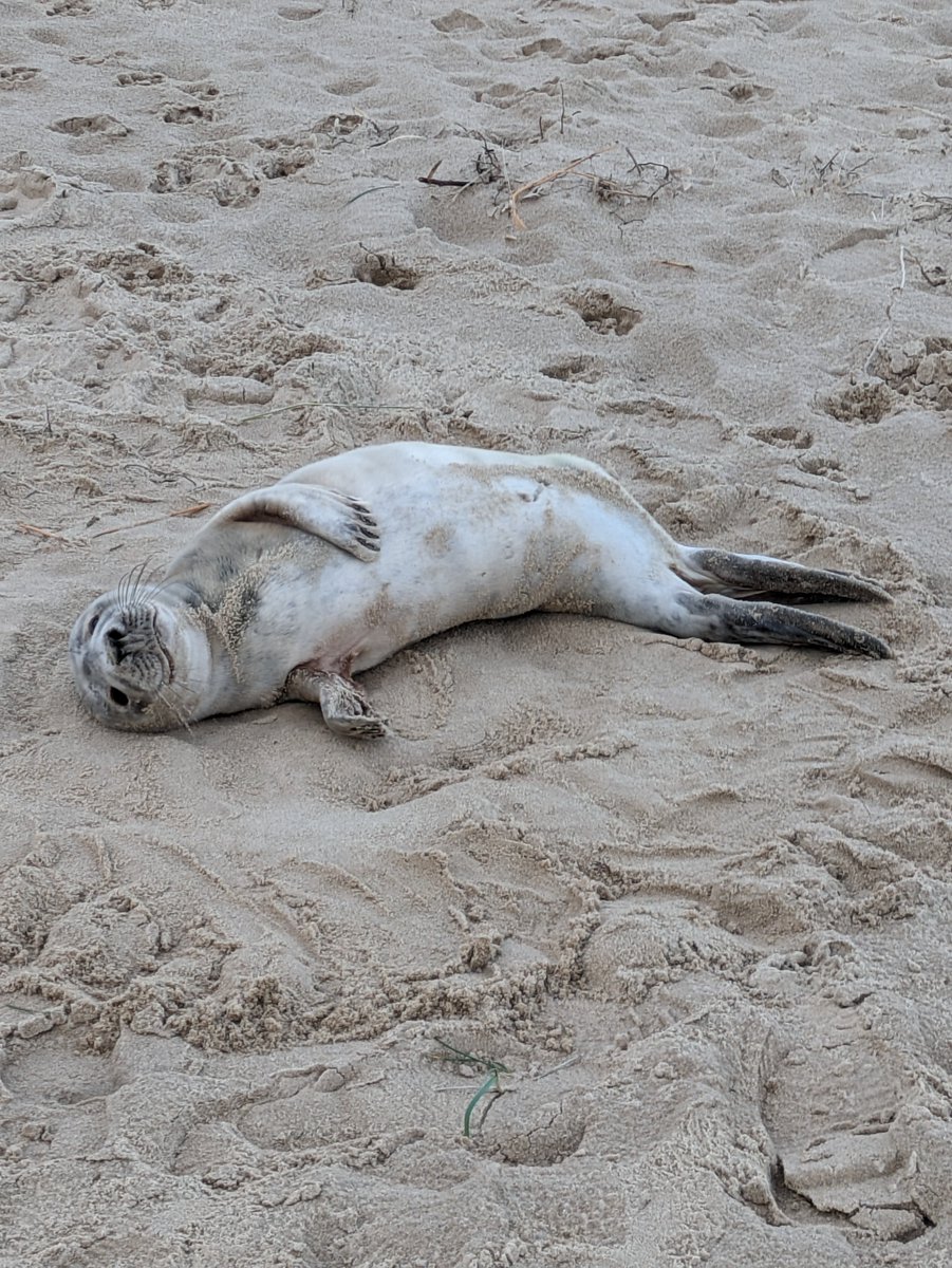 Today, for the first time in my life, I met a seal. Coincidentally, I now want a seal.

It's the highlight of my travels so far, and will take some topping.

Just, please GOD he doesn't get eaten by a polar bear. 🙏 (So many of them seem to!) #GreatYarmouth