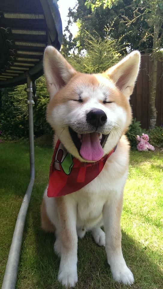 o yook e a chun<3 dois jindos