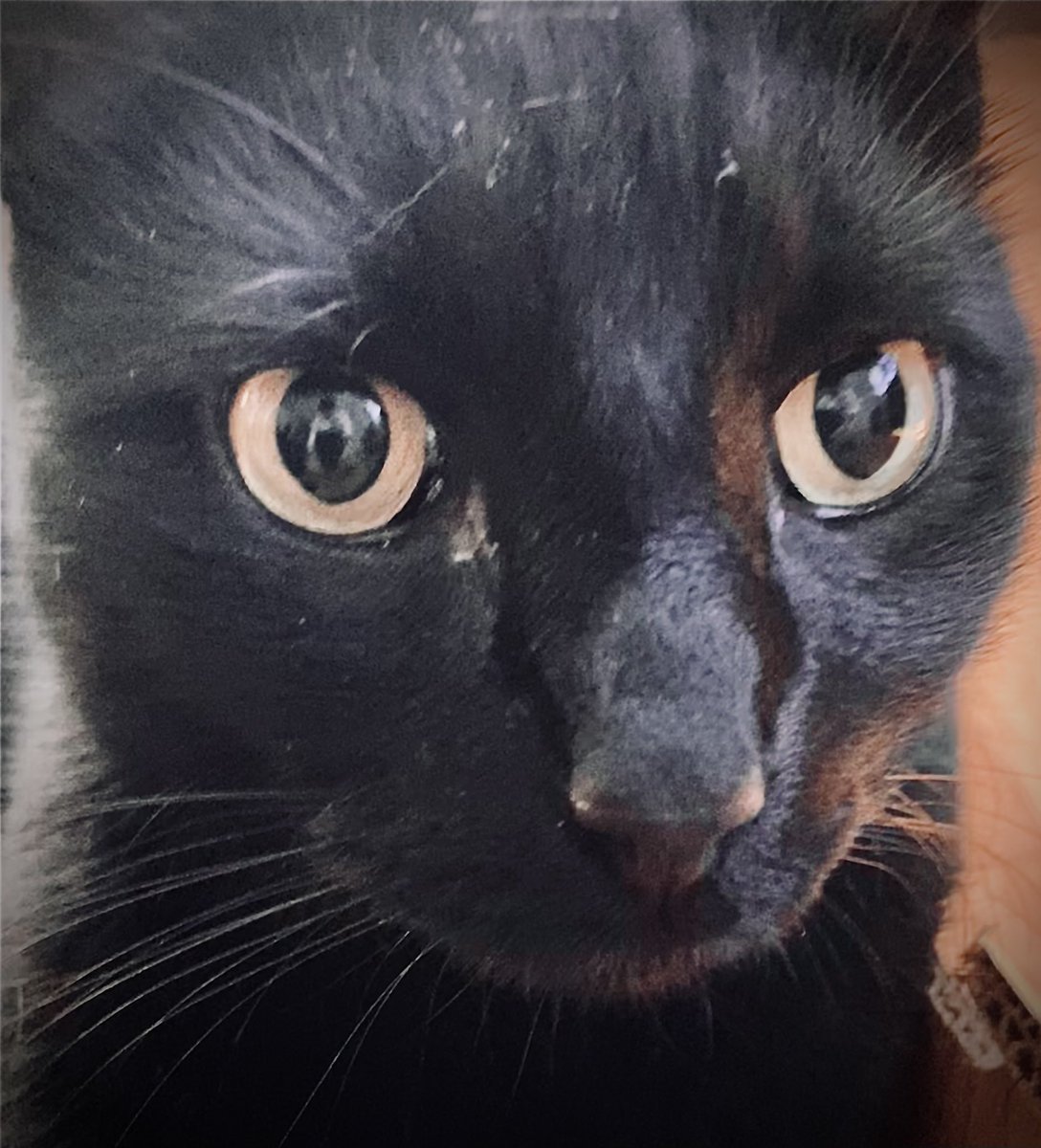 onlycatslover's tweet photo. I have learned one thing this holiday season. I sometimes need to stop doing and think deeply. If you are busy everyday and nothing changes, try it today. I think you can make a good start of 2024. 
Happy #ThrowbackThursday 
- Midnight ! 

#Cats #ThursdayThought #paws https://t.co/9ioKojx38j