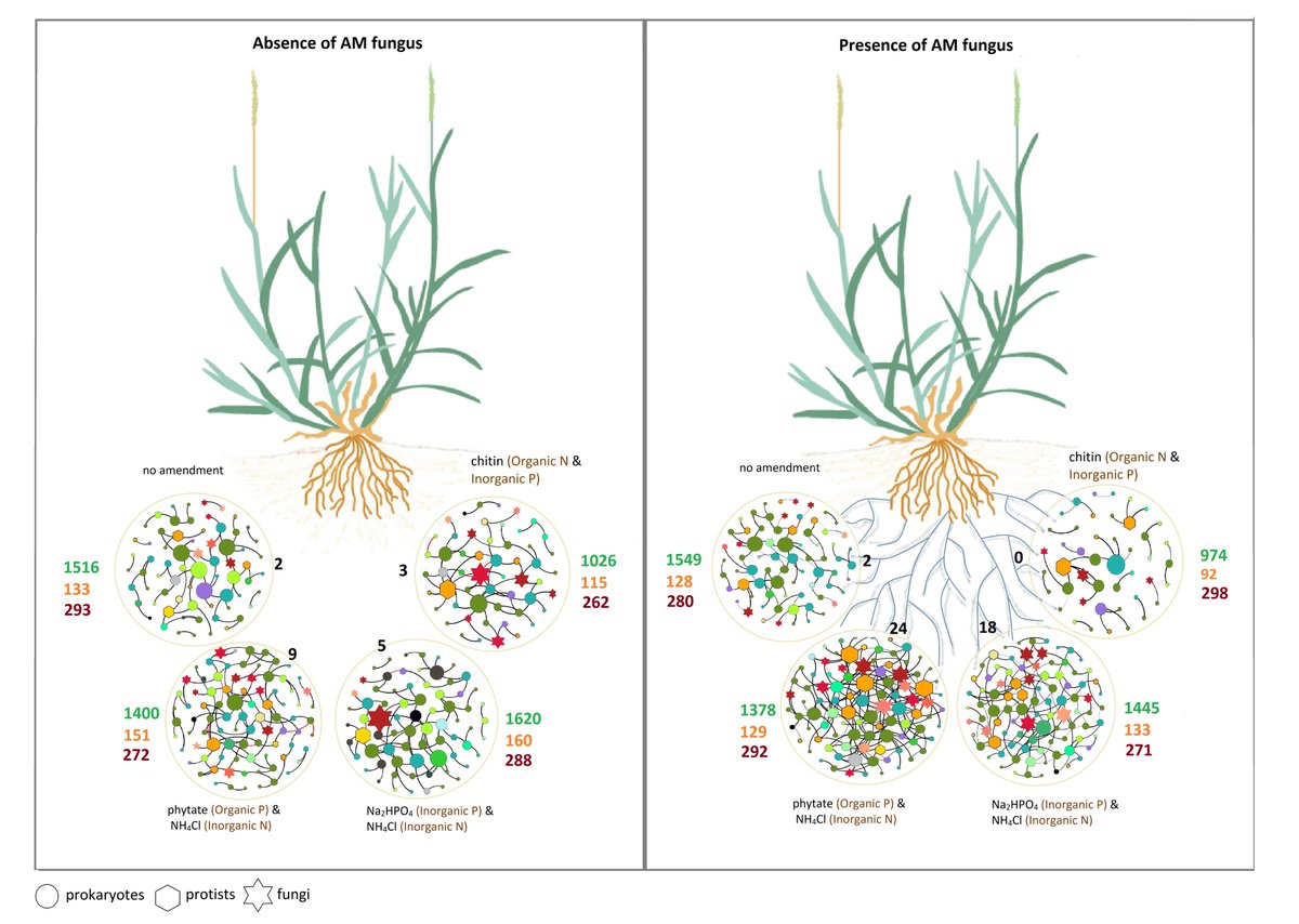 madi_784's tweet photo. Delve into 'Nutrient-dependent cross-kingdom interactions in the hyphosphere of an arbuscular mycorrhizal fungus.' 🍃 Uncover the intricate networks of microbial life influenced by AM fungi. 🌐 Read more: https://t.co/Nn8yT2hDU9 #Microbiome #PlantScience #MicrobialNetwork https://t.co/xlxhTEInWa