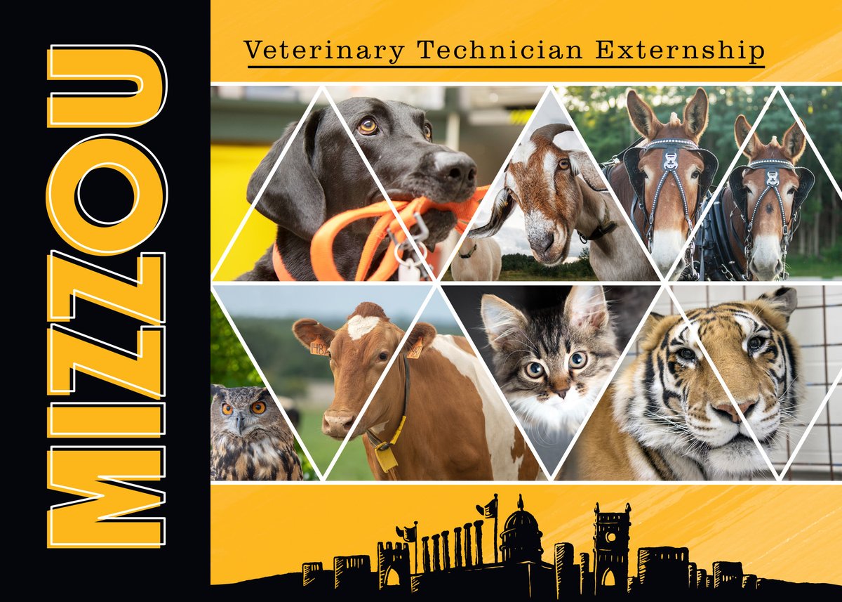 MU CVM VET TECH EXTERNSHIP APPLICATIONS OPEN *Up to four extern positions per year available. *Externship is tailored to applicant’s interests and school requirements. Hands-on learning. *Applications accepted Jan. 1 – March 15. Externships begin June 1. cvm.missouri.edu/veterinary-med…