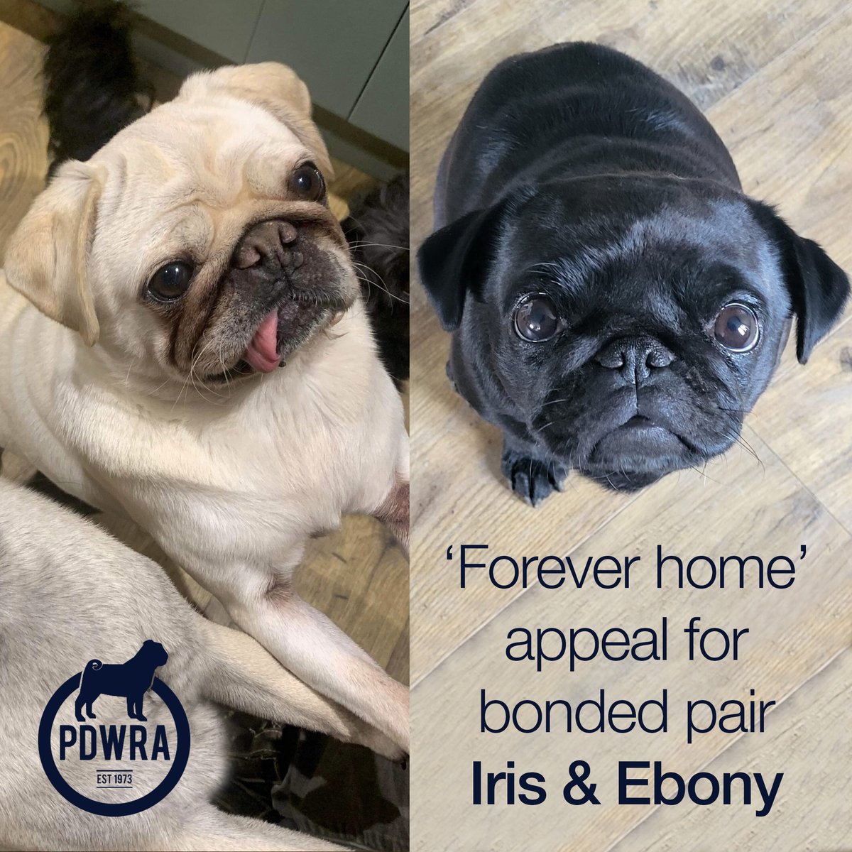 Adorable Iris and Ebony, a bonded pair, are looking for their forever home! 
If you think you might be able to help just click the link to find out more about them - ecs.page.link/jX6v3 
#pdwra #pugcharity #pugwelfare #friendsofwelfare #foreverhome #pugadoption #pug