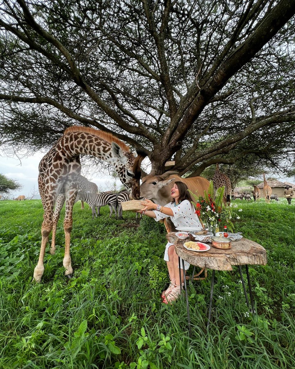 servalwildlife's tweet photo. Cheers to a New Chapter: Embracing the Unwritten, Chasing Dreams, and Sparkling with Possibilities https://t.co/WPTBjm3iZn