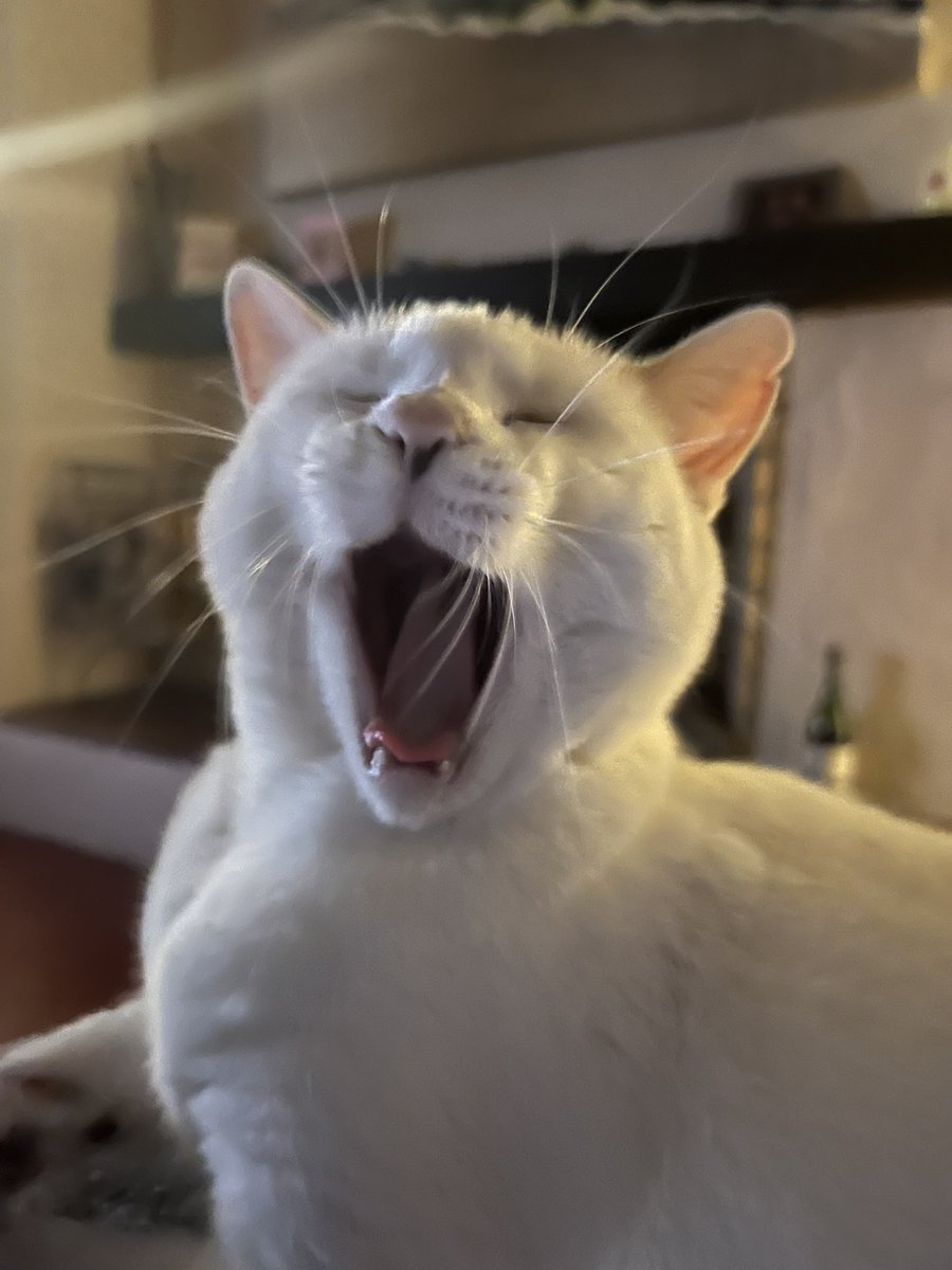 tygerpoo's tweet photo. Well, it’s….yaawwnn…good night from me and a very good night from us all! 💤  #thursdayvibes     #cats #CatsOnX https://t.co/j3yim3c1Zb