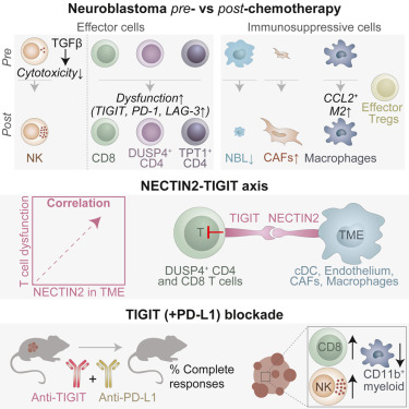 Online Now: Integrative analysis of neuroblastoma by single-cell RNA sequencing identifies the NECTIN2-TIGIT axis as a target for immunotherapy dlvr.it/T0ynyY
