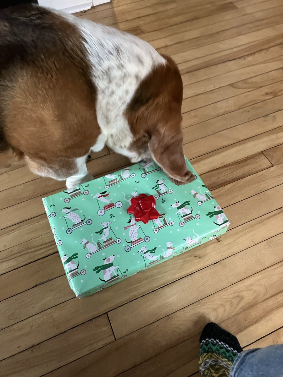 WilburBasset's tweet photo. Our SB prezzie arrived! Thanks to โฆ@MissNOLABโฉ #SecretBeagle2023 #ChristmasInJanuary ๐๐๐ฅณ https://t.co/41z2xwmo5x