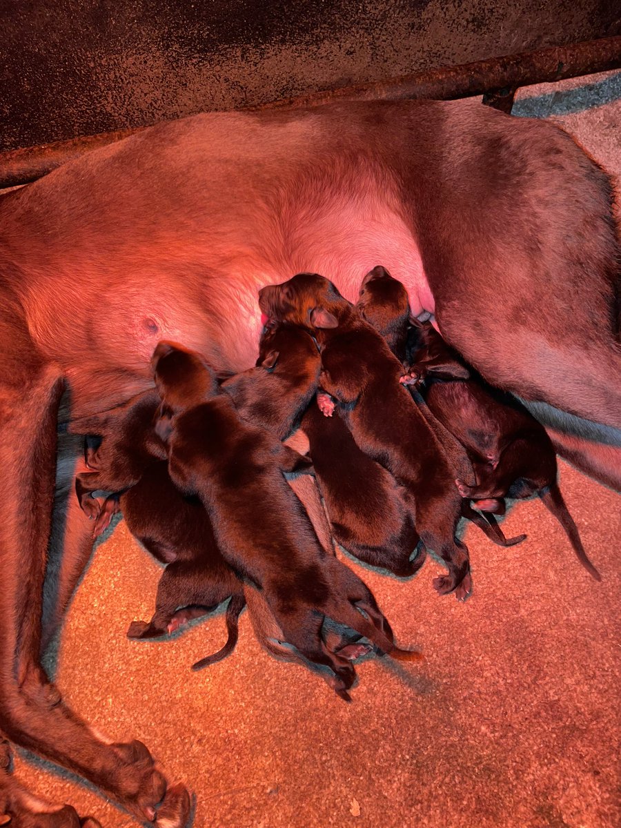 justymuldoon's tweet photo. Lovely litter of 4 x dogs and 4 x bitches just born yesterday. Grangeview Ten x Blossoms Pet (Ballymac Bolger x Ballymac Petsy) Pet a very fast bitch herself and from a line of absolute superstars. Pete first litter to Sydney just turned 7 mths and are some lookers! 💪🚀🚀🚀 https://t.co/vLda0vOBWk