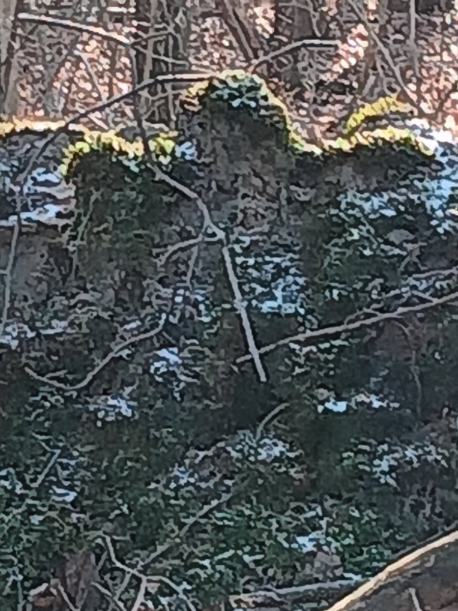 mdavidkemp's tweet photo. Poir Ruskie rfellow turned to moss sneaking up on me while back. Go team Zelinsky. Sweet nightmares Vlad. https://t.co/XwvdnJjBsL