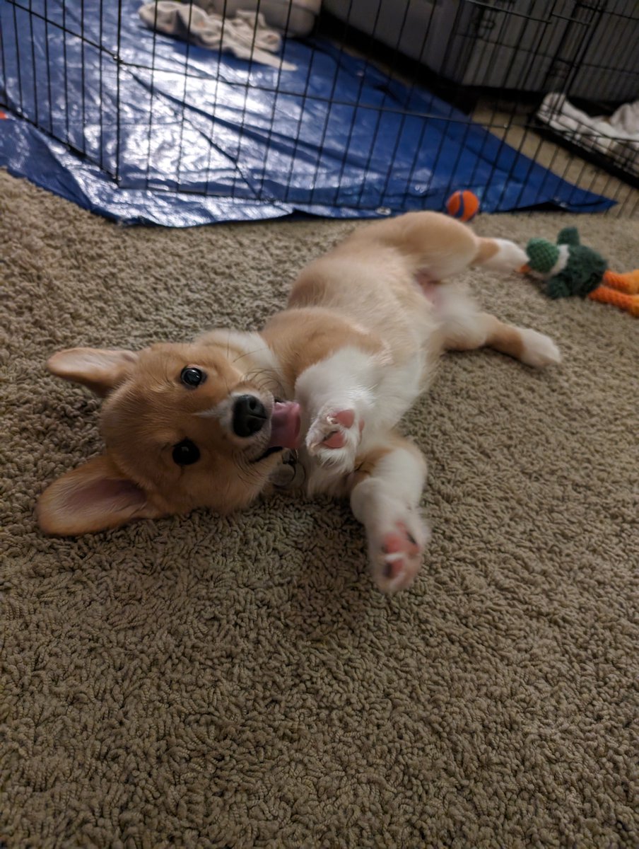MaypleSyrup7's tweet photo. This is Mochi, my goofy corgi :) https://t.co/mYRZ00WhEY