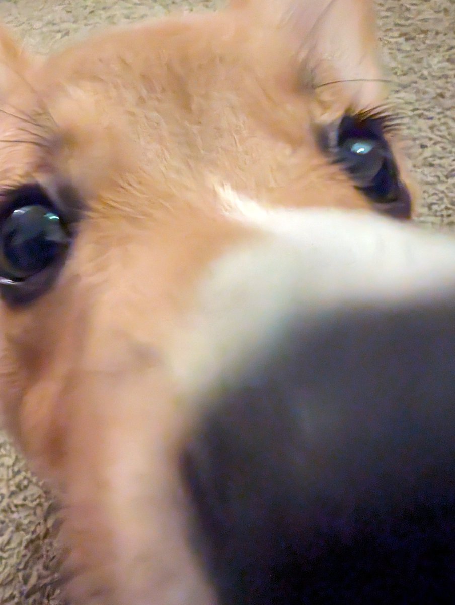 MaypleSyrup7's tweet photo. This is Mochi, my goofy corgi :) https://t.co/mYRZ00WhEY