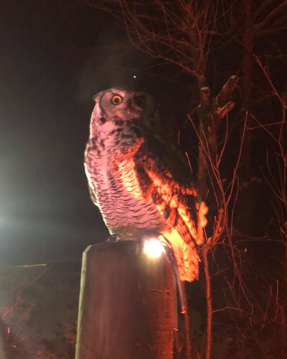 world_of_wings's tweet photo. 🦉 Come join us for ‘An Evening with Owls’! 🦉 

World of Wings will be hosting ‘An Evening with Owls’ on the 20th January, 3rd and 14th of February.

Book now!

#owl #barnowl #tawnyowl #longearedowl #snowyowl #greathornedowl #birdofprey #nocturnal #demonstraion #winter https://t.co/g193lmULQK
