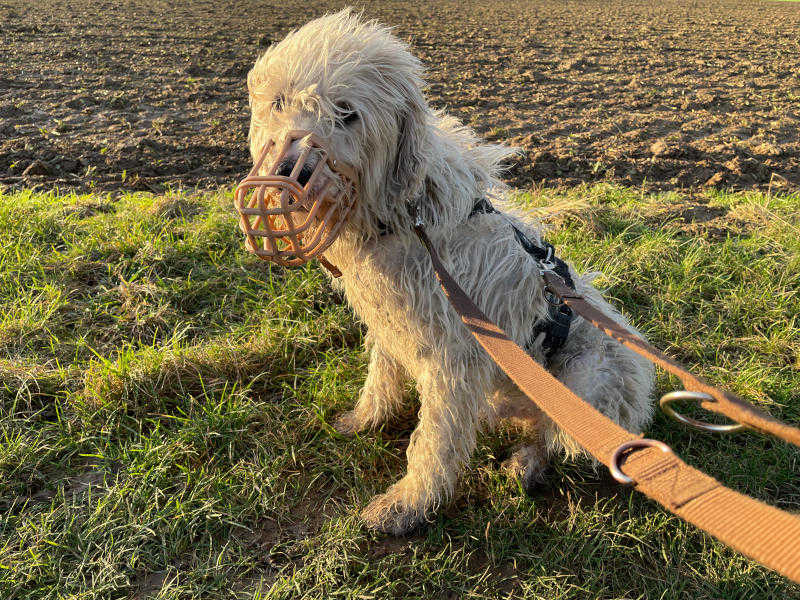 Auf den Hund gekommen ... Impressionen vom Gassigehen mit Tierschutzhunden.

Miro ist ängstlich und trägt vorsorglich Maulkorb. Längere Spaziergänge ohne Stadttrubel lassen ihn entspannen.