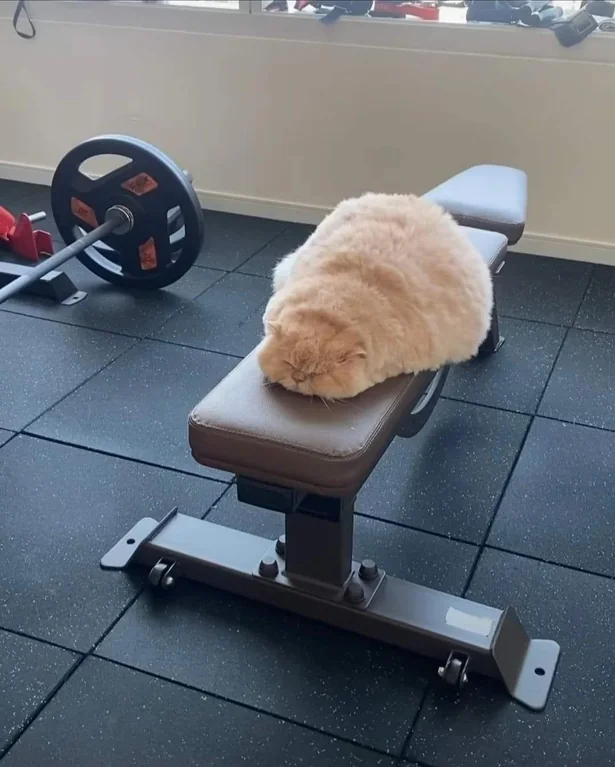 DontShowYourCat's tweet photo. this bench is taken https://t.co/XnBBwOAqUQ