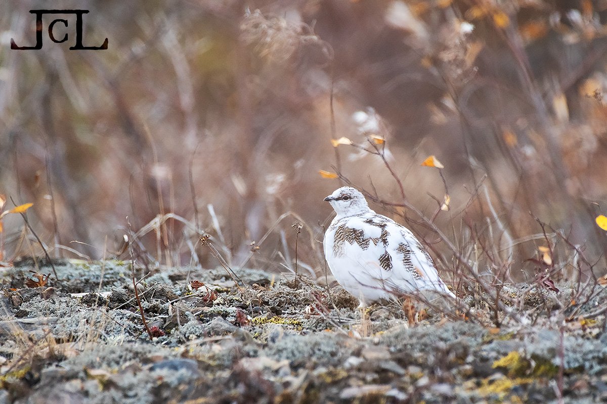 Jenaya Launstein tweet media