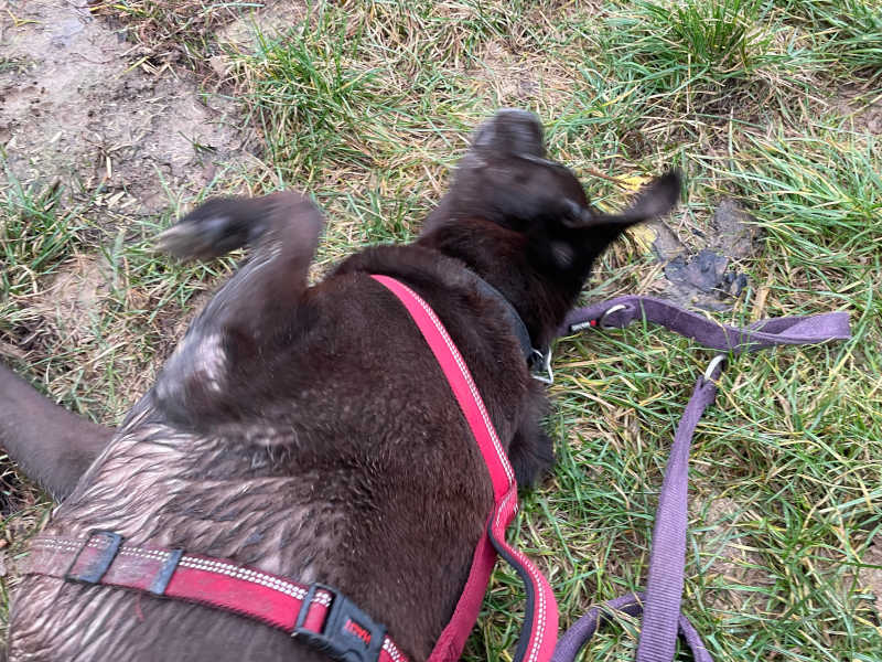 Bär wälzt sich vor Freude auch bei Regen im Gras - hat vielleicht schon sein neues Zuhause gefunden.