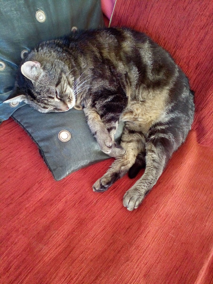 Baroness Spindly-Haddock of the Shire Ⓥ 🕷️ tweet media