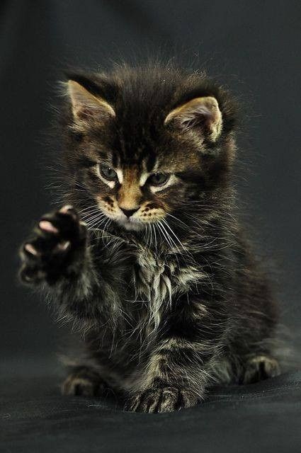 #Feliznoche #felizfinde #findesemana #kitten #gatito #prettycats #cute #cutepets #weekend #CatsOfX #XCats 💋😸✌️😜