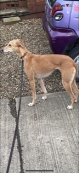 🆘4 JAN 2024 #Lost BUNNY #ScanMe. Red Lurcher Female. Allens Field South Ascot #Ascot #Berkshire #SL5. doglost.co.uk/dog-blog.php?d…