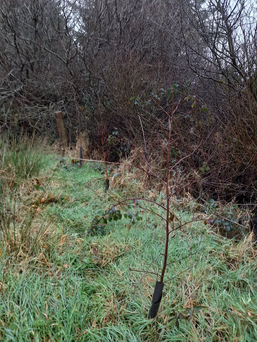 Alder planted a year ago on the wettest part of the farm are doing mighty, with 48 out of 50 now over a metre tall #righttree #rightplace