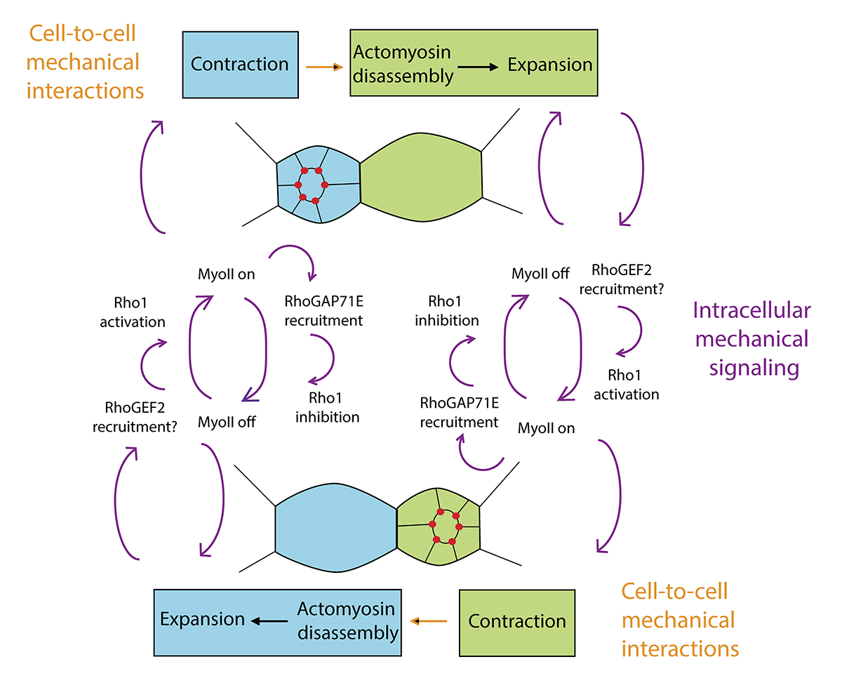 JCellBiol's tweet image. Rosa-Birriel, Malin, and Hatini @TuftsMedSchool describe a Rho1-dependent pulsatile medioapical actomyosin network that integrates biochemical and mechanical signals during #Drosophila eye #morphogenesis.  hubs.la/Q02dzJb00

#Cytoskeleton #Development