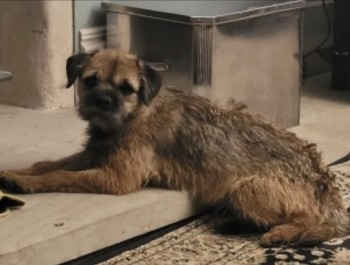 🆘1 JAN 2024 #Lost #ScanMe #BTPosse. YOUNG Dark Grizzle Border Terrier Female. #Doddington #Wooler #Northumberland North East #NE71. doglost.co.uk/dog-blog.php?d…
