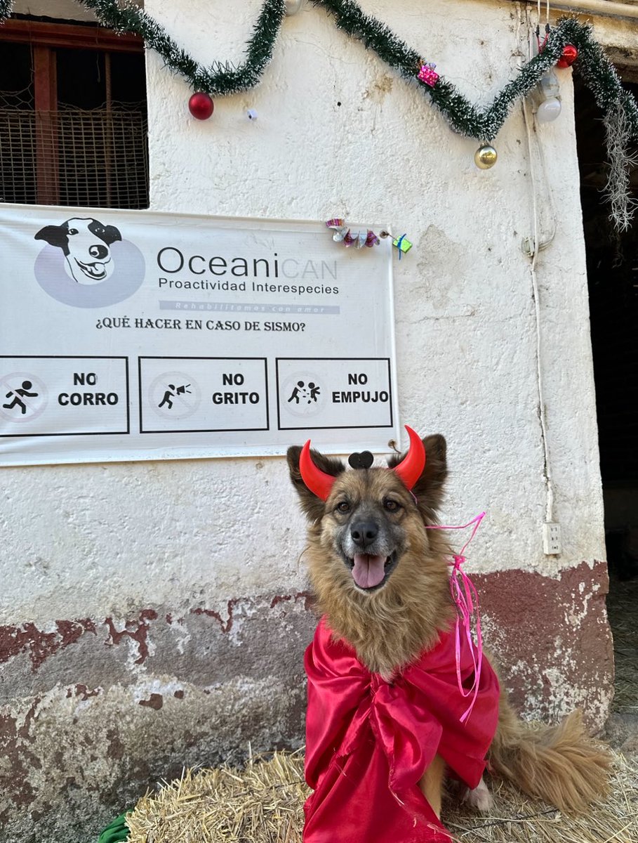 Oceanican tweet media