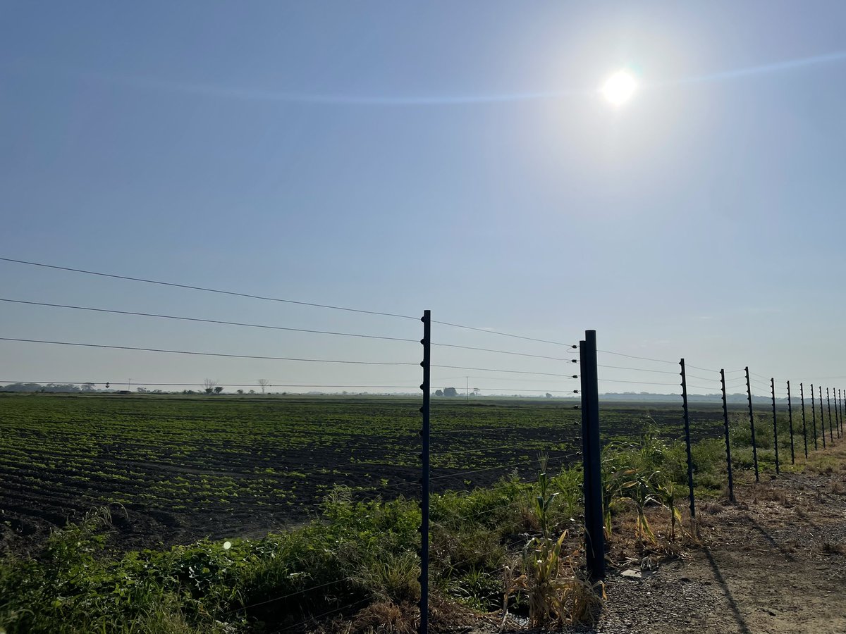 Tony Pestana tweet media