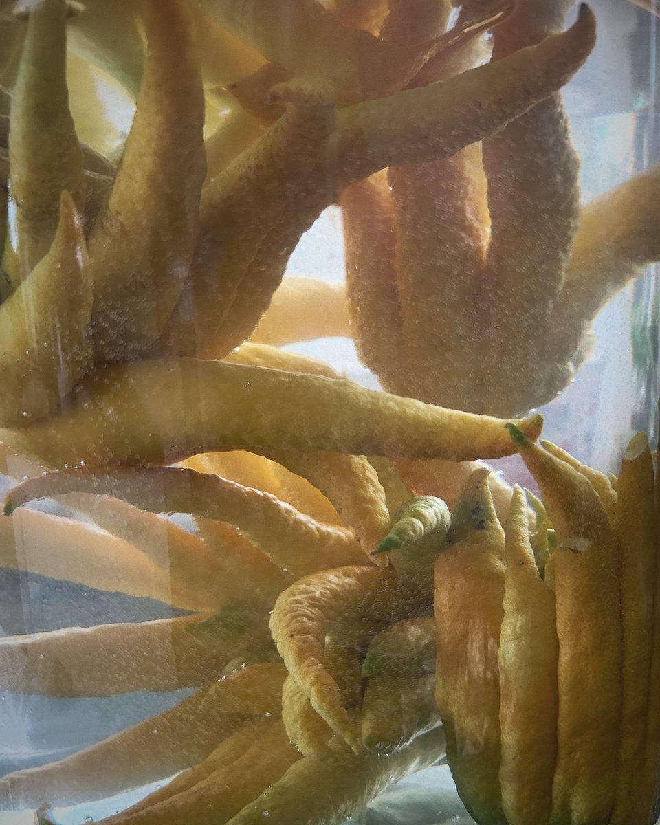madamehuang's tweet photo. No, I don’t have baby aliens in a jar here. My annual Buddha’s hand citron 佛手 harvest is underway! Steeping gallons of Buddhacello, marmalade, and grating their heavenly zest to freeze for pastries. What else should I be making with these monsters? #limoncello #buddhashand https://t.co/IjqR7x3WjX