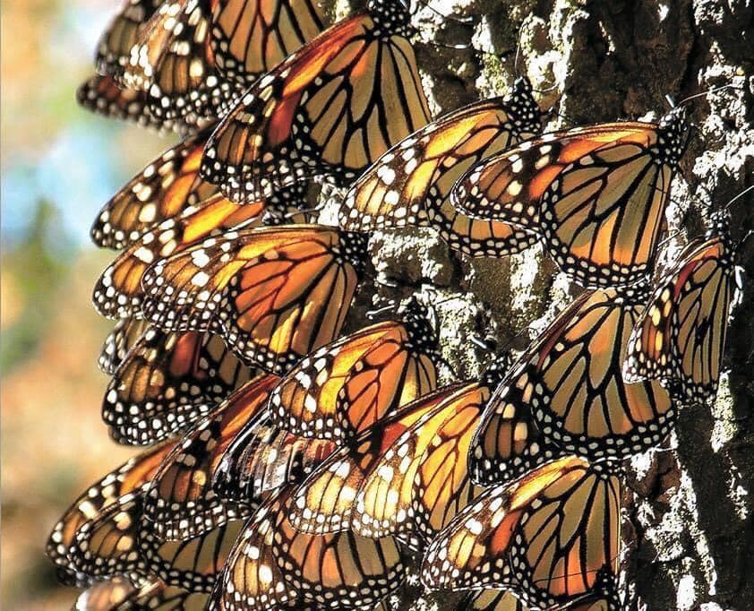 Ya puedes gozar uno de los espectáculos naturales más impresionante del mundo. 👏✨🤩
Enamórate de la maravillosa #MariposaMonarca y vive la experiencia de millones de ellas volando a tu alrededor en los 3 santuarios en #Michoacán.😍🙋🙋‍♂️
🦋 Senguio - Sierra Chincua - El Rosario🦋