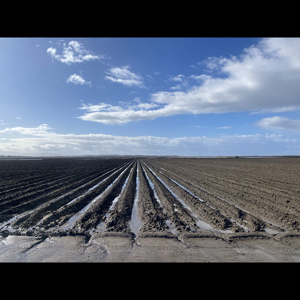 Artichoke fields after a rain near Castroville, California.