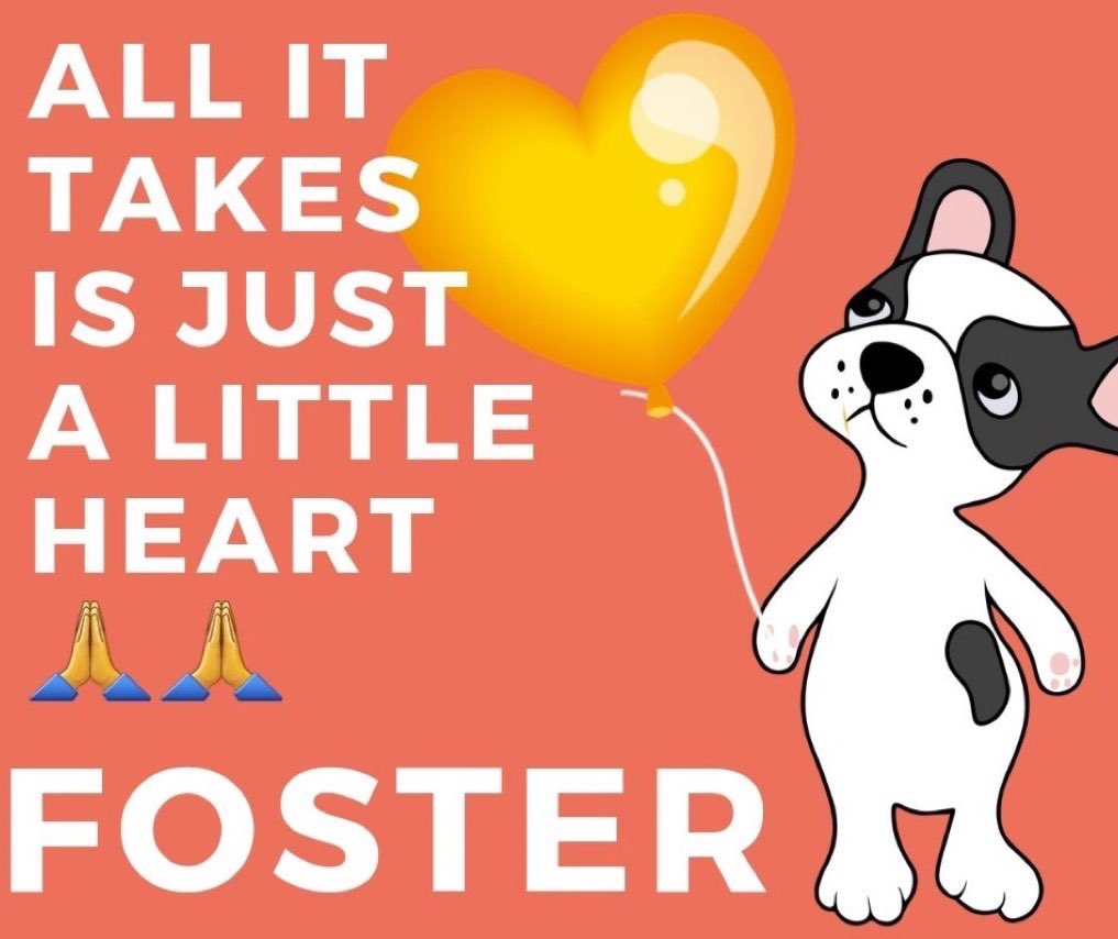NMHP (@nmbewitched) on Twitter photo #2024
Time to think outside the box
Ever wanted to #Foster but only want to spend 3 to 4 weeks doing it?
💝dogs, have experience w/ #Bullies
Live in #NY or nearby
Have a fenced yard, enjoy playtime
Please📩 MiracleLaneFarmNSanctuary@outlook.com
To be a transitional #Foster #2024
Time to think outside the box
Ever wanted to #Foster but only want to spend 3 to 4 weeks doing it?
💝dogs, have experience w/ #Bullies
Live in #NY or nearby
Have a fenced yard, enjoy playtime
Please📩 MiracleLaneFarmNSanctuary@outlook.com
To be a transitional #Foster