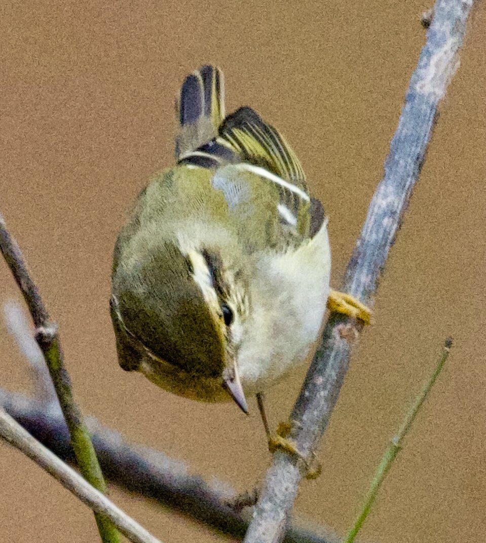 richardcross55's tweet photo. 2 Yellow Browed Warblers at Oakthorpe, Leicestershire. Great start to the year @LeicsWildlife @Natures_Voice @rbnUK @BirdGuides https://t.co/J7BAnC6Thb