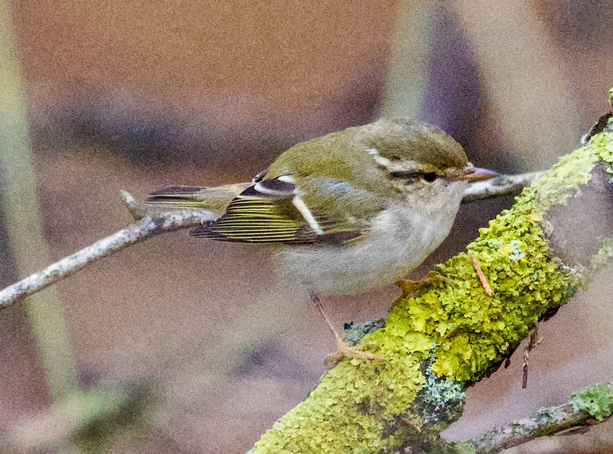 richardcross55's tweet photo. 2 Yellow Browed Warblers at Oakthorpe, Leicestershire. Great start to the year @LeicsWildlife @Natures_Voice @rbnUK @BirdGuides https://t.co/J7BAnC6Thb