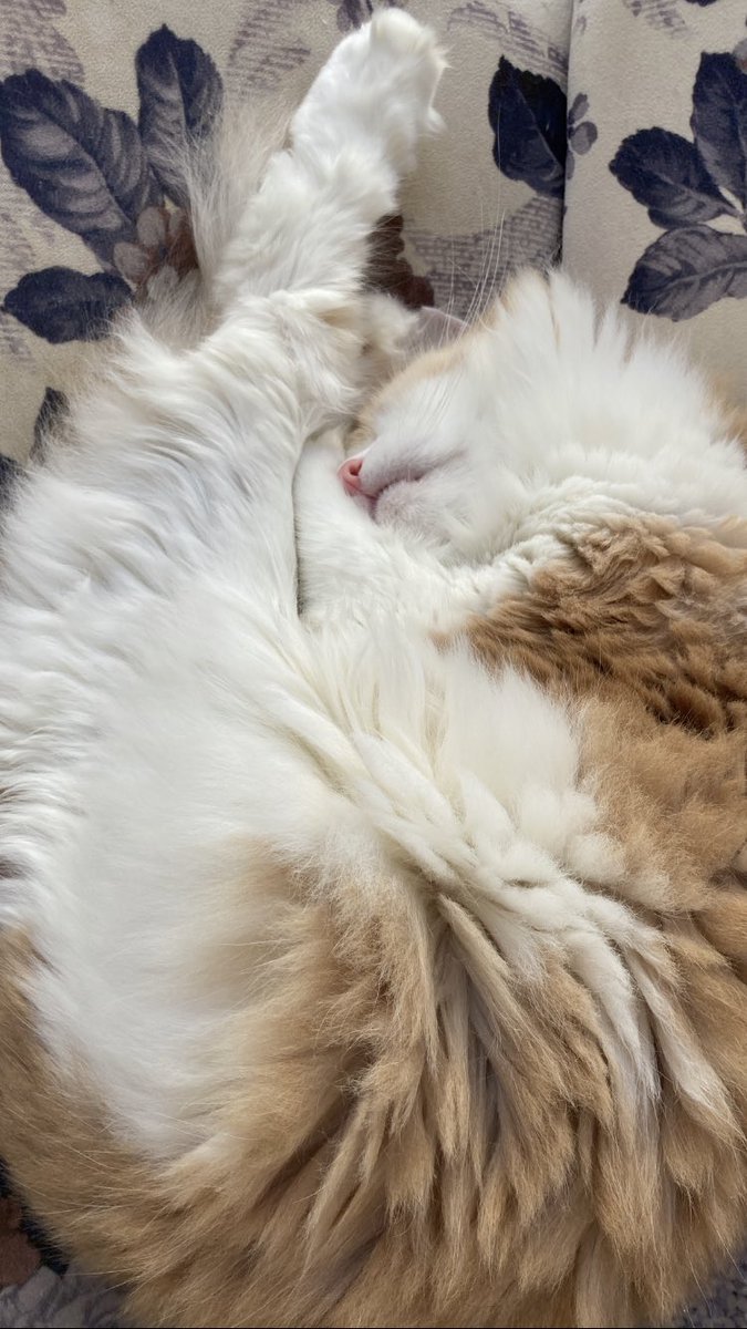 sushimi.eth tweet media