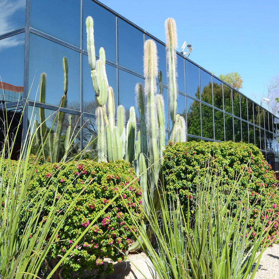 SunStateLM's tweet photo. With desert landscaping, we can maintain year-round beauty for our commercial properties. Even in the hottest months, your landscape will remain vibrant and inviting, enhancing your property's curb appeal. So, what are you waiting for? Contact Sun State today! https://t.co/VljrTbLOqU